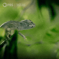 Baby chameleon eating